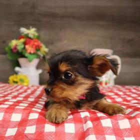 Yorkshire Terrier