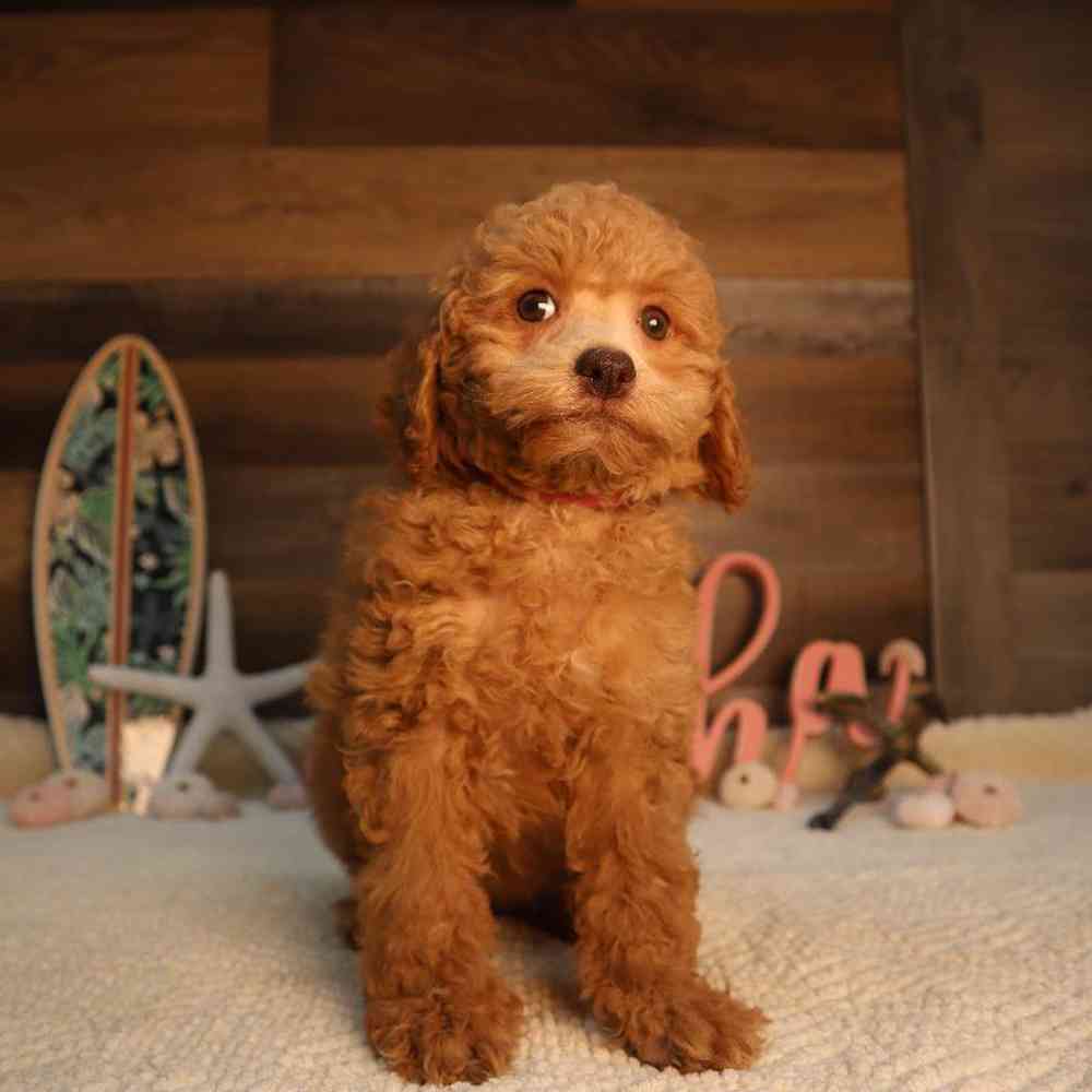 carousel pet images