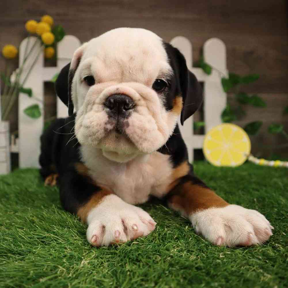 Female English Bulldog Puppy for Sale in Blaine, MN