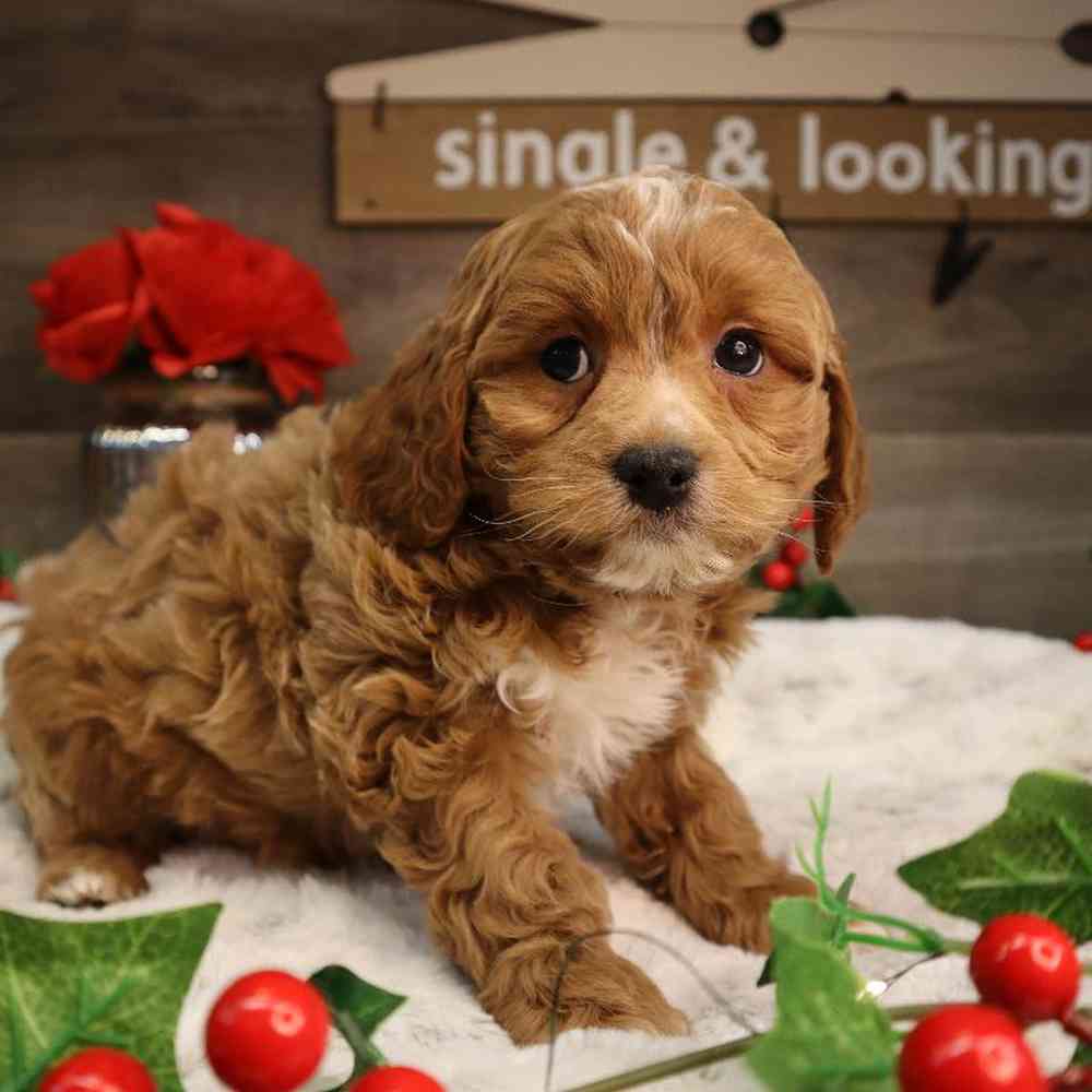 Female Cavapoo Puppy for Sale in Blaine, MN