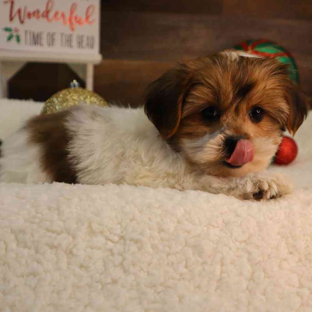 Male Shorkie Puppy for Sale in Blaine, MN