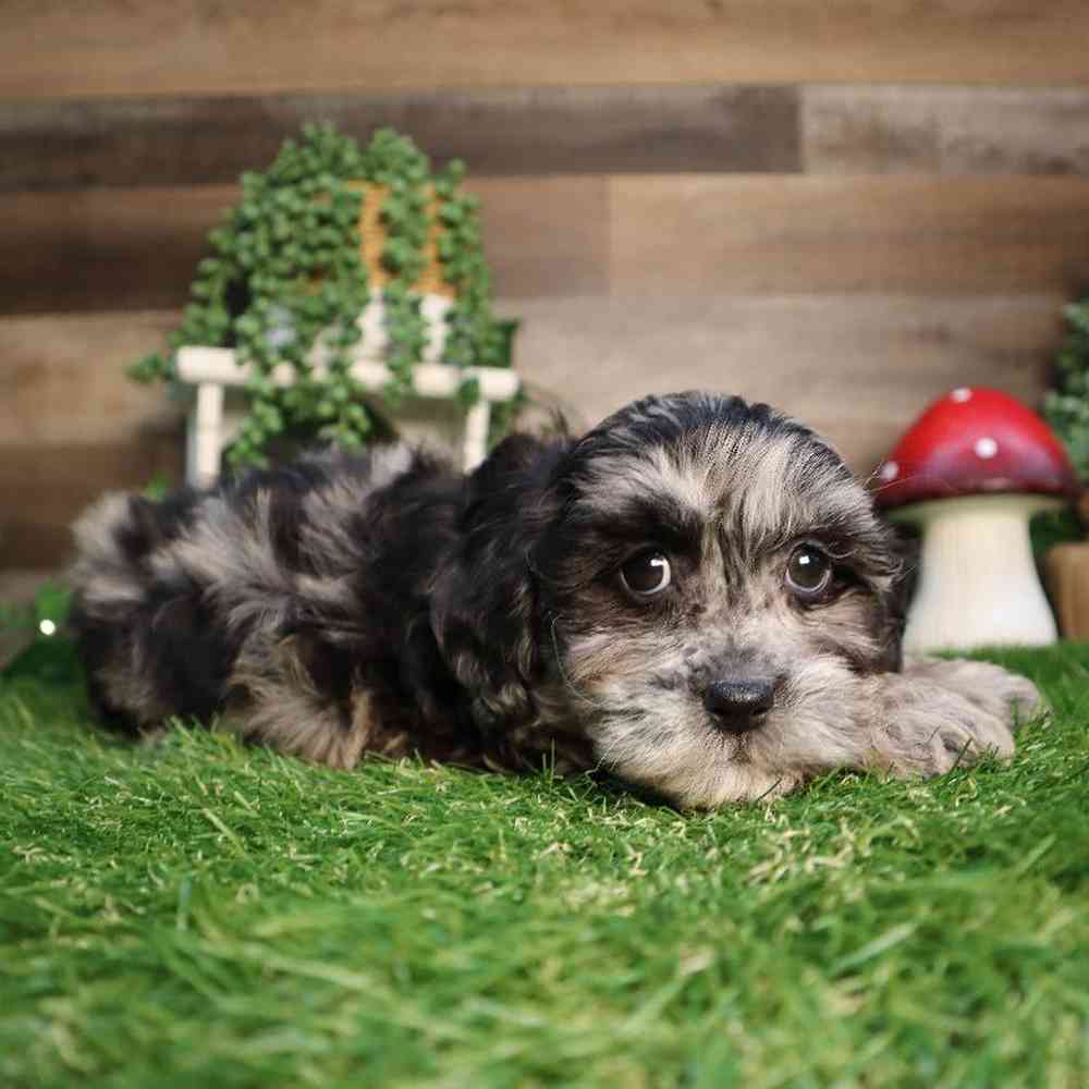 carousel pet images