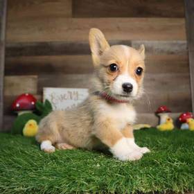 Pembroke Welsh Corgi