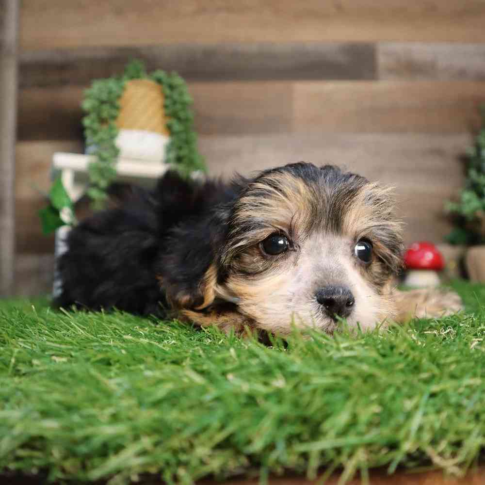 Male Morkie Puppy for Sale in Blaine, MN