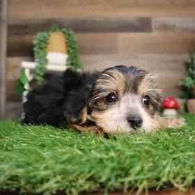 Morkie