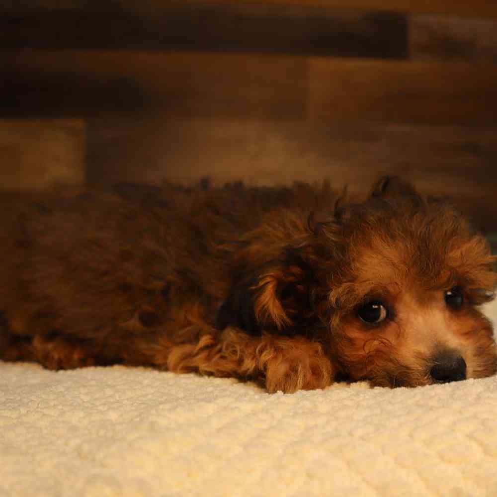 carousel pet images