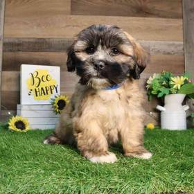 Lhasa Apso