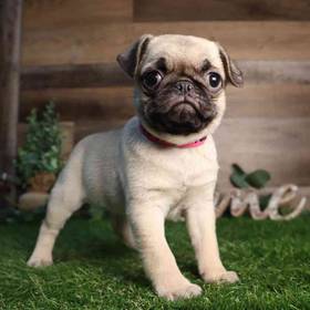 Pug