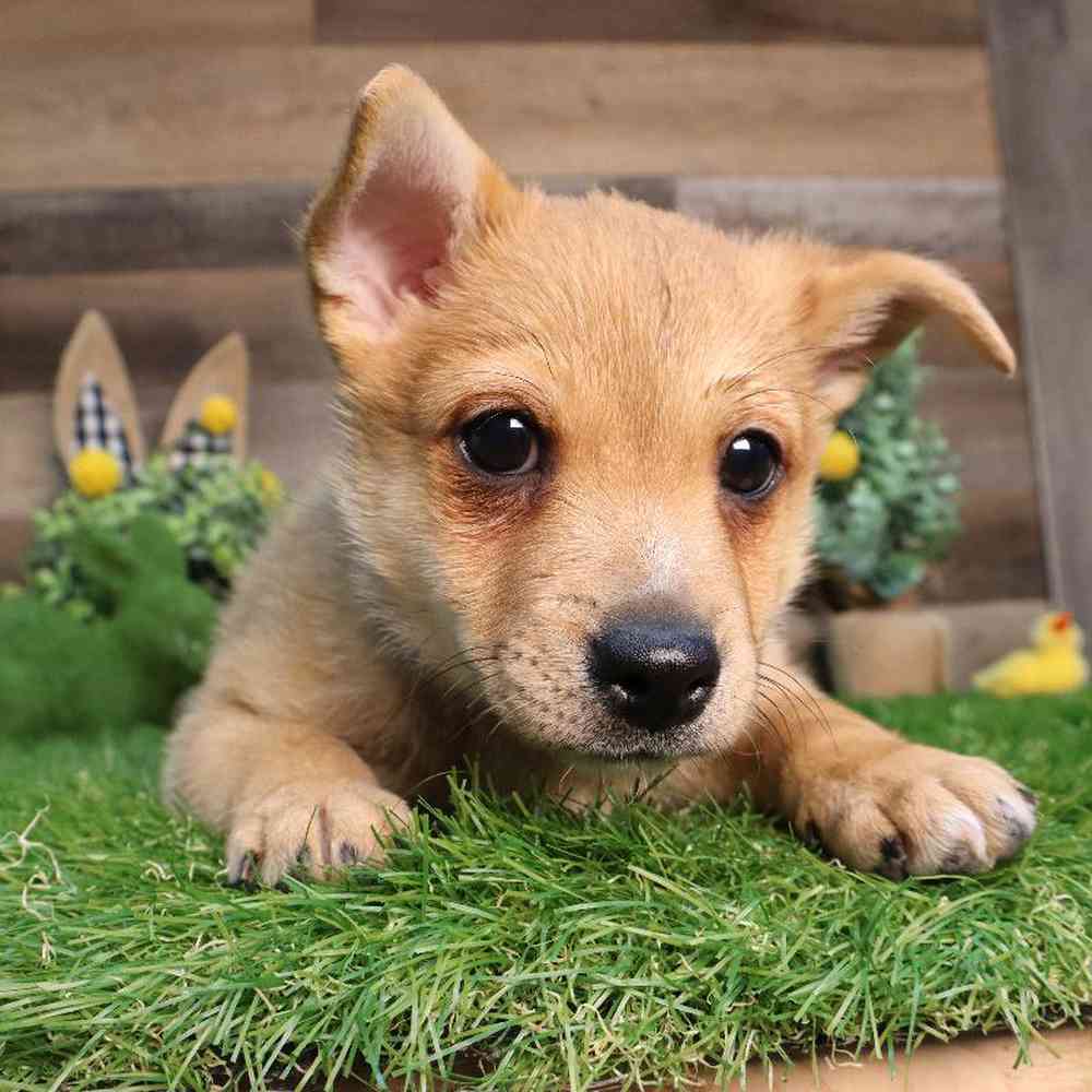 Pomeranian - Rat Terrier Puppy for sale - Four Paws and a Tail