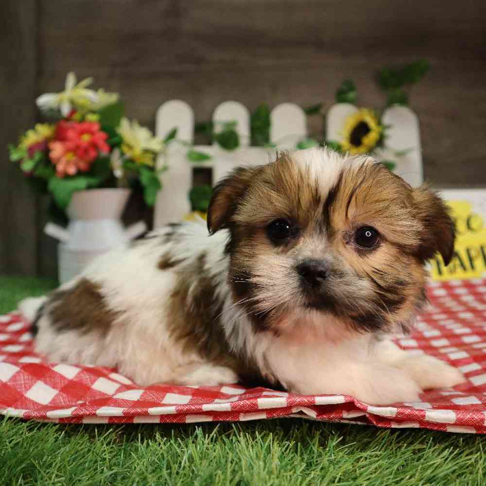 carousel pet images