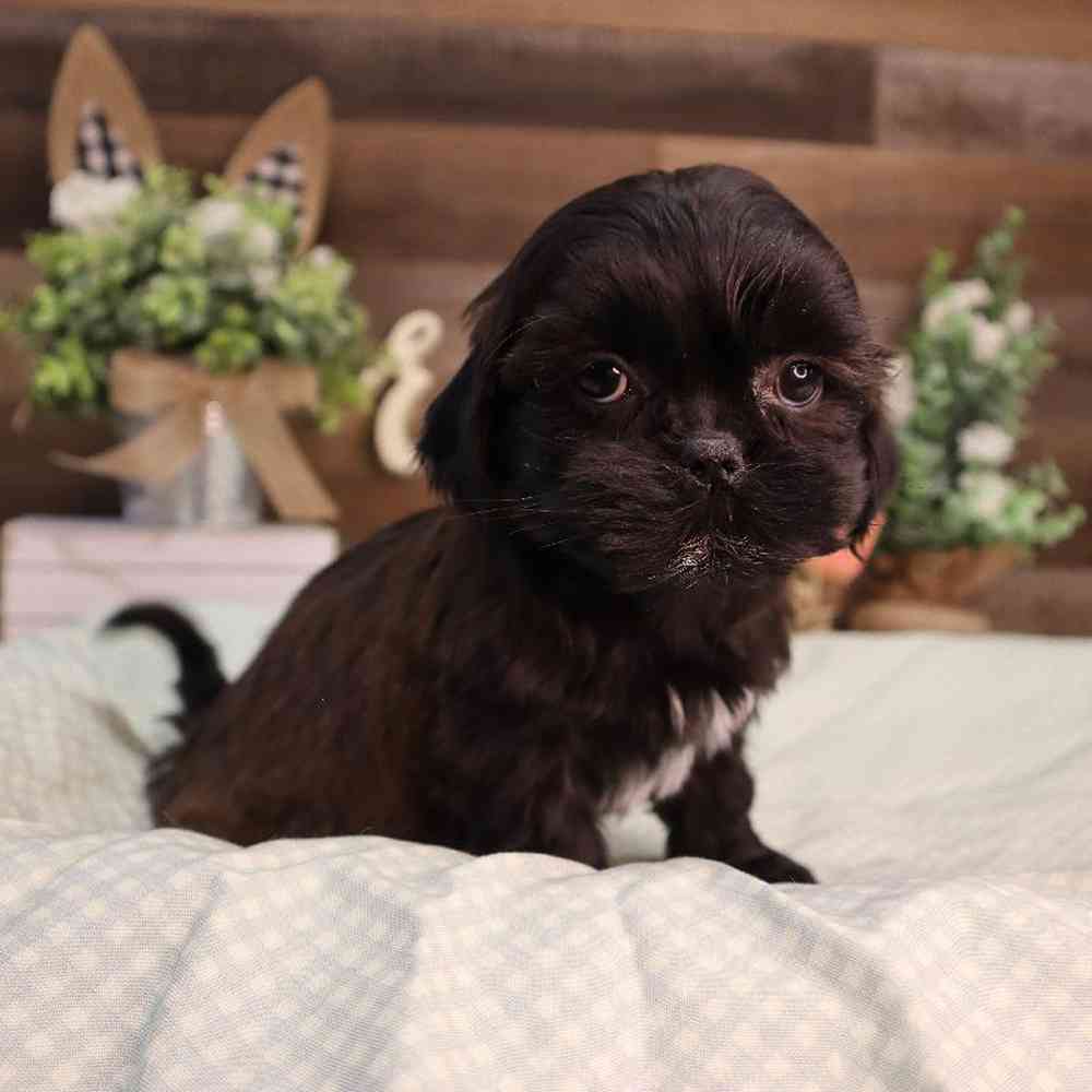 carousel pet images