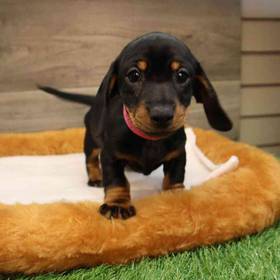 Dachshund