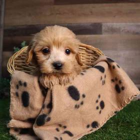 Mini Goldendoodle
