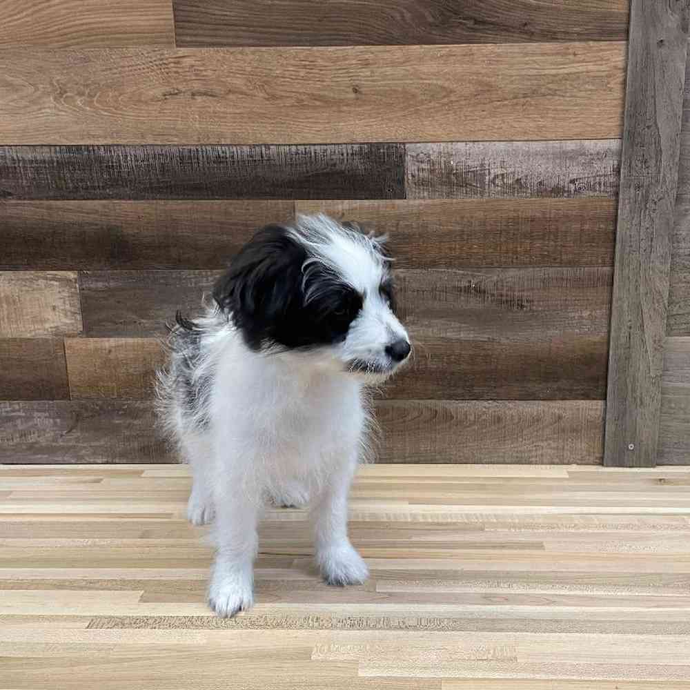 Male Pomachon Puppy for sale