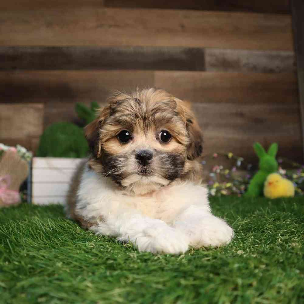 carousel pet images