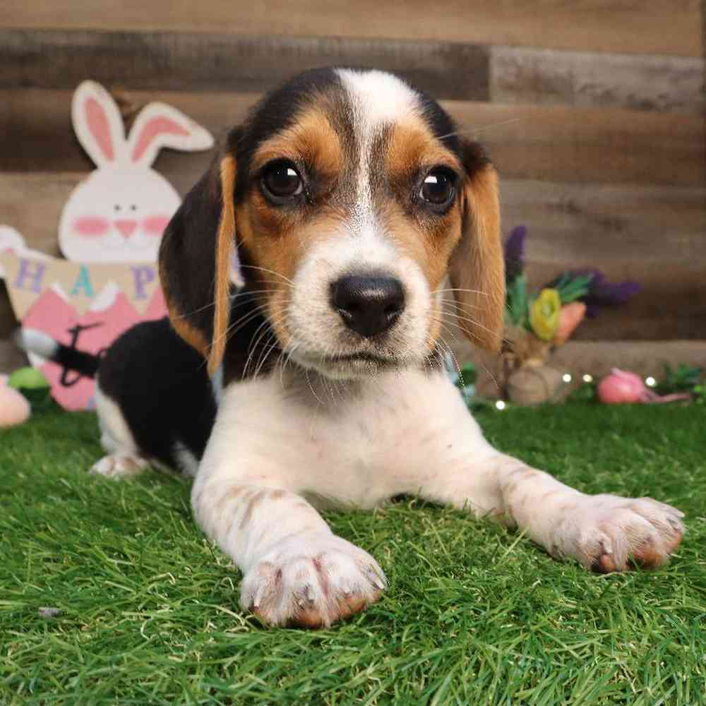 What Is A Mini Beagle