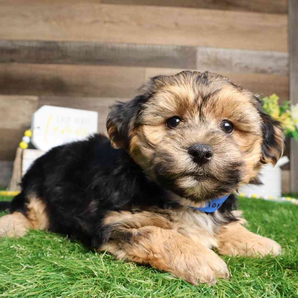 Yochon Puppy for sale - Four Paws and a Tail