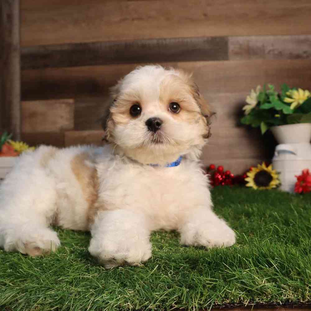 Male Teddy Bear Puppy for Sale in Blaine, MN