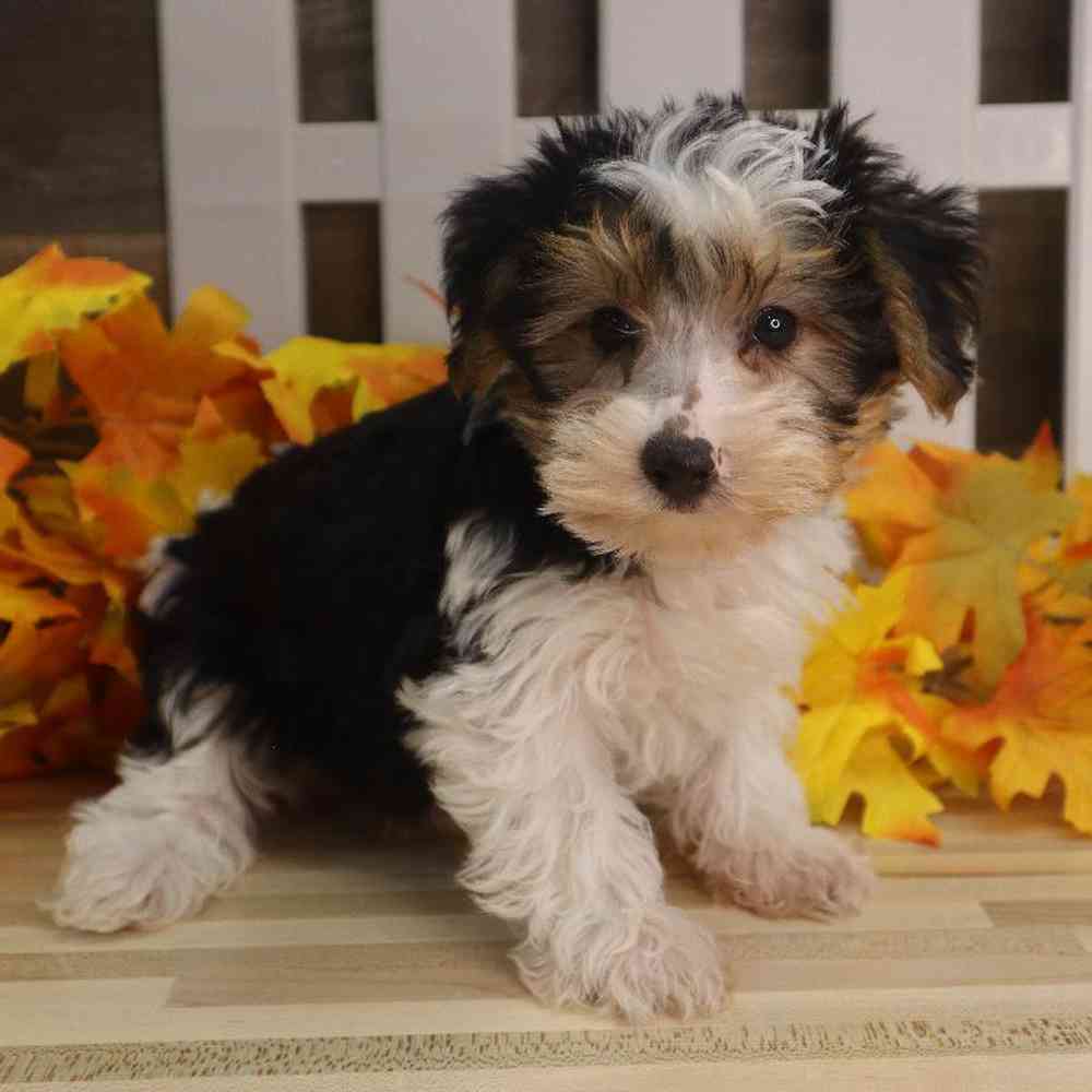 Male Yorkshire Terrier Puppy for sale