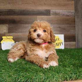 Mini Poodle