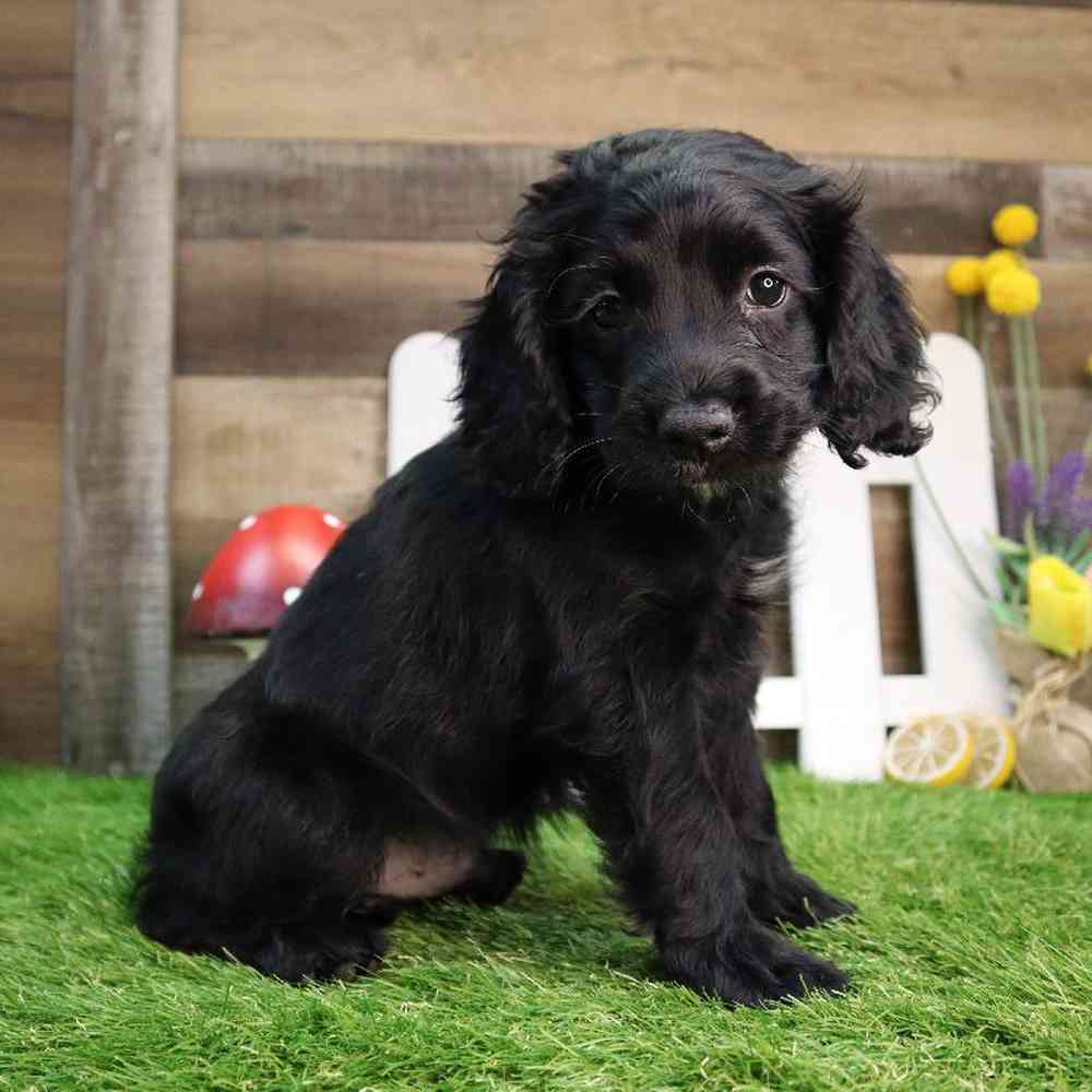 Male Cockapoo Puppy for Sale in Blaine, MN