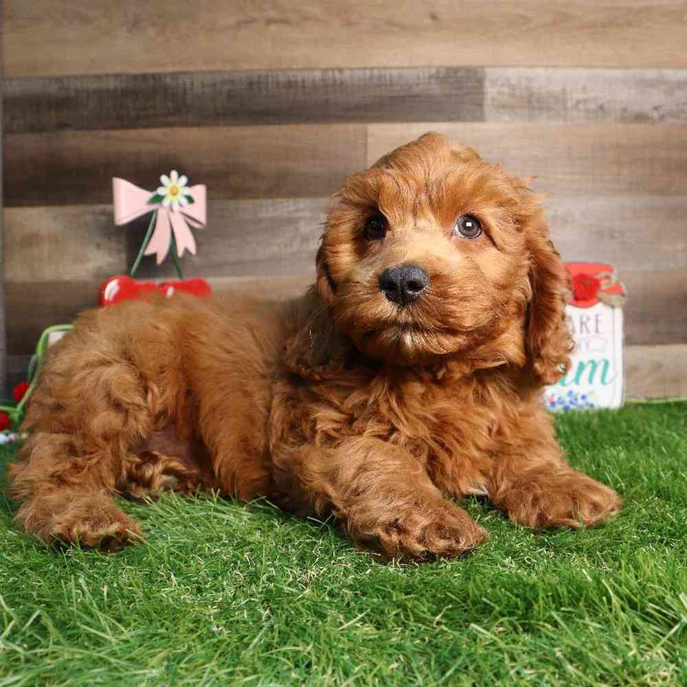 Male Cockapoo Puppy for Sale in Blaine, MN
