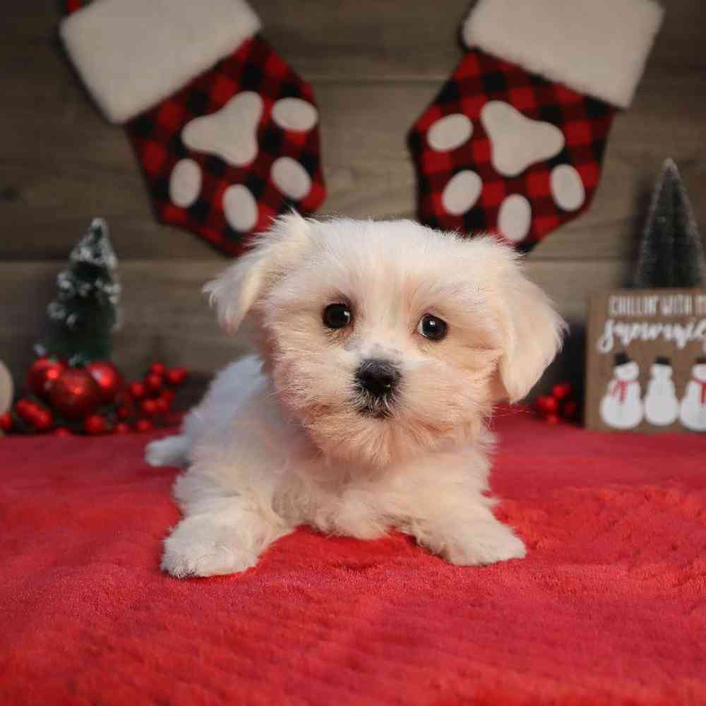 Teddy Maltese Puppies for sale Four Paws and a Tail