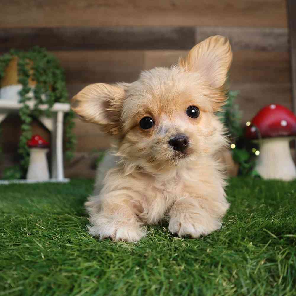 Image of a pet breed in the gallery