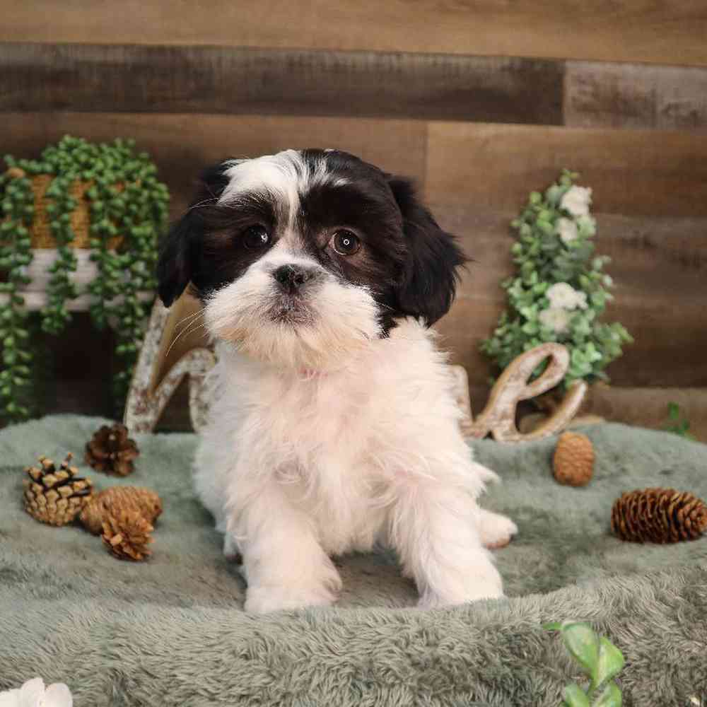 carousel pet images