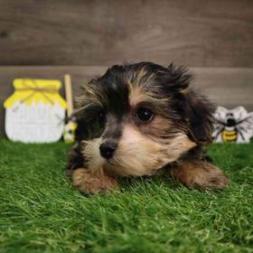 Morkie