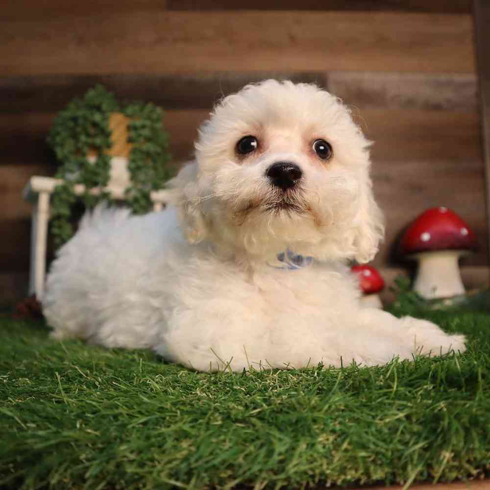 carousel pet images