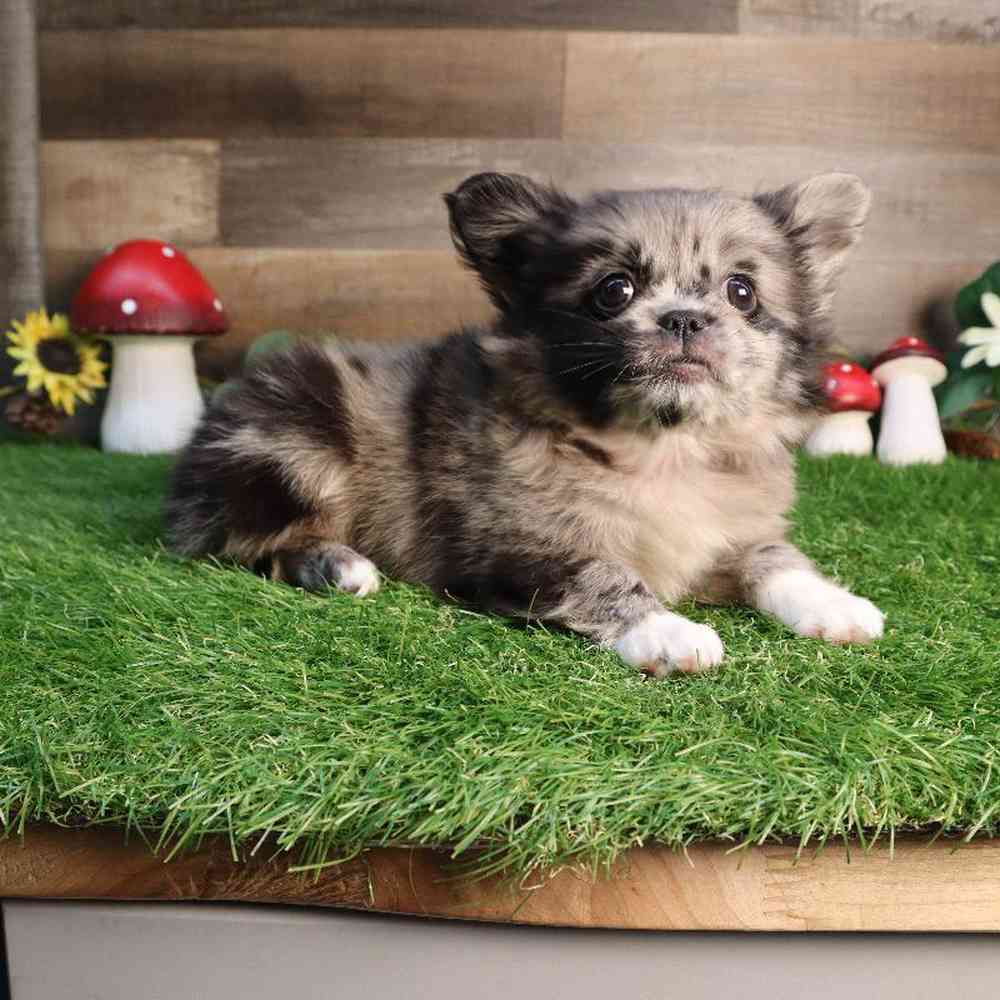 carousel pet images