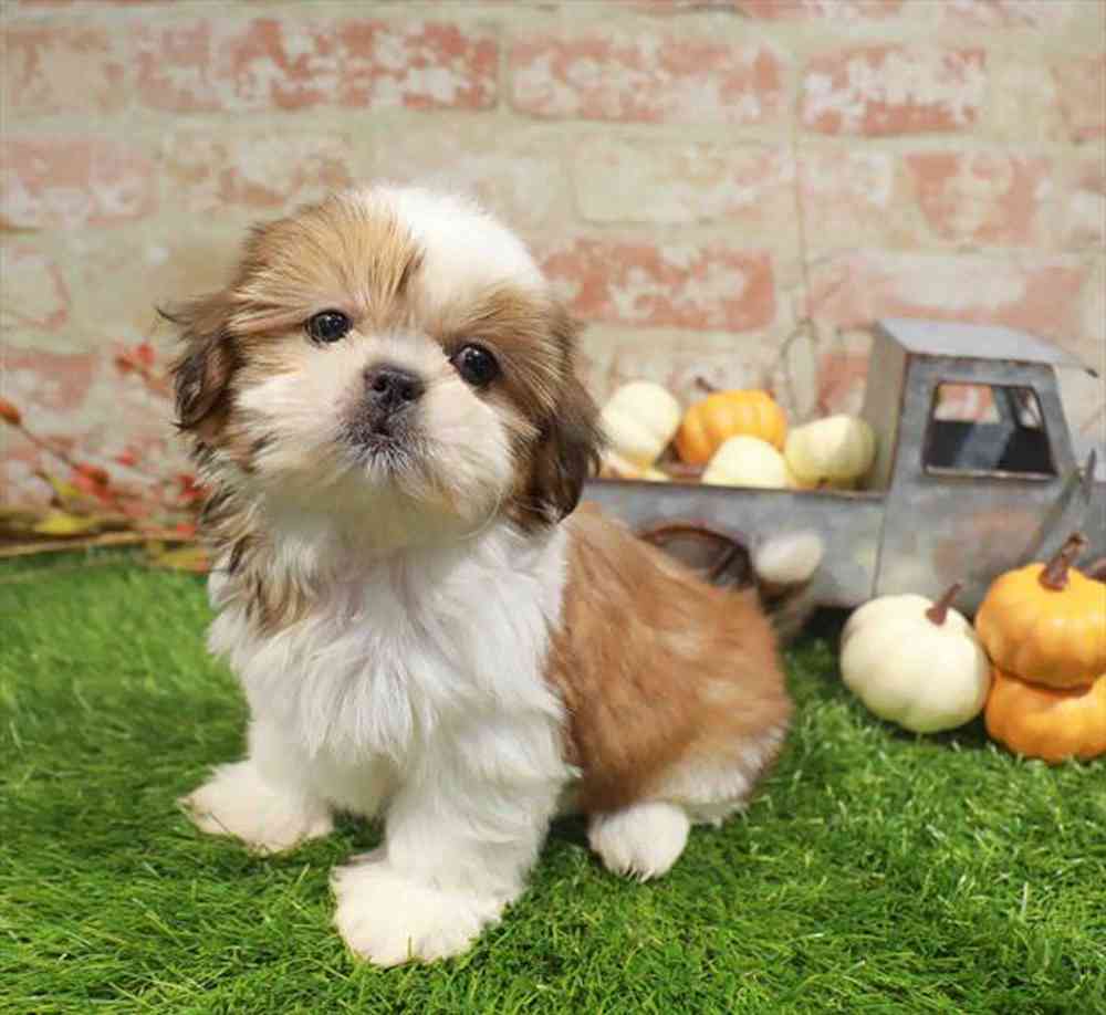 carousel pet images