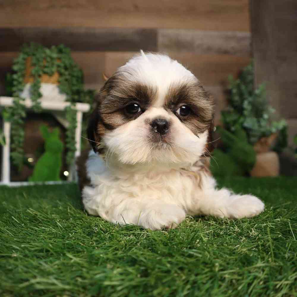 Female Shih Tzu Puppy for Sale in Blaine, MN
