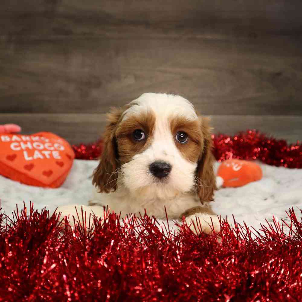 Male Cavapoo Puppy for Sale in Blaine, MN