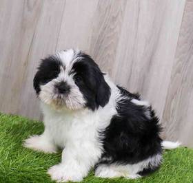 Shih Tzu