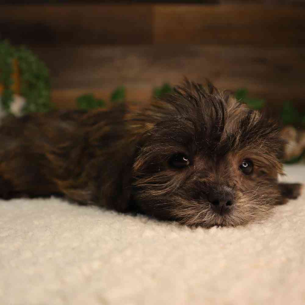 Female Shorkie Puppy for Sale in Blaine, MN