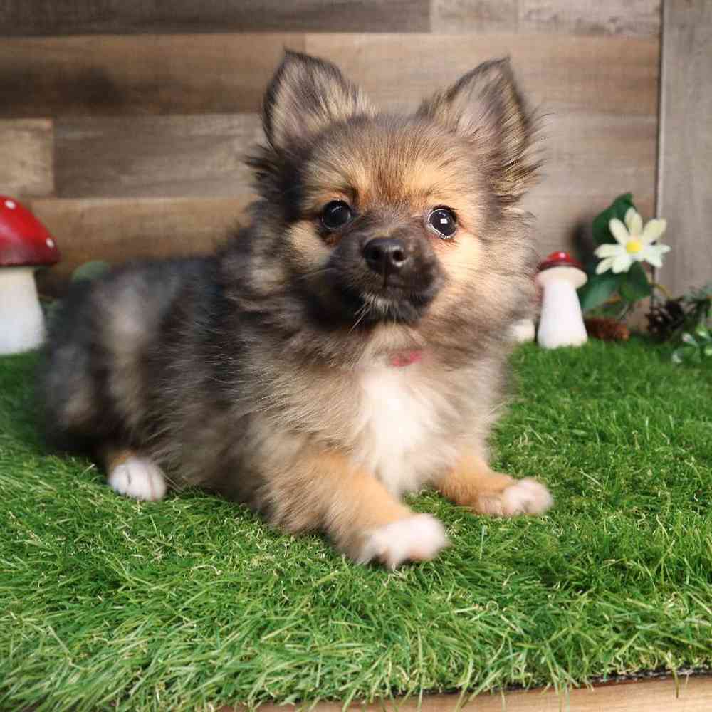 pet breed image