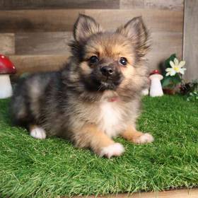 Pomeranian