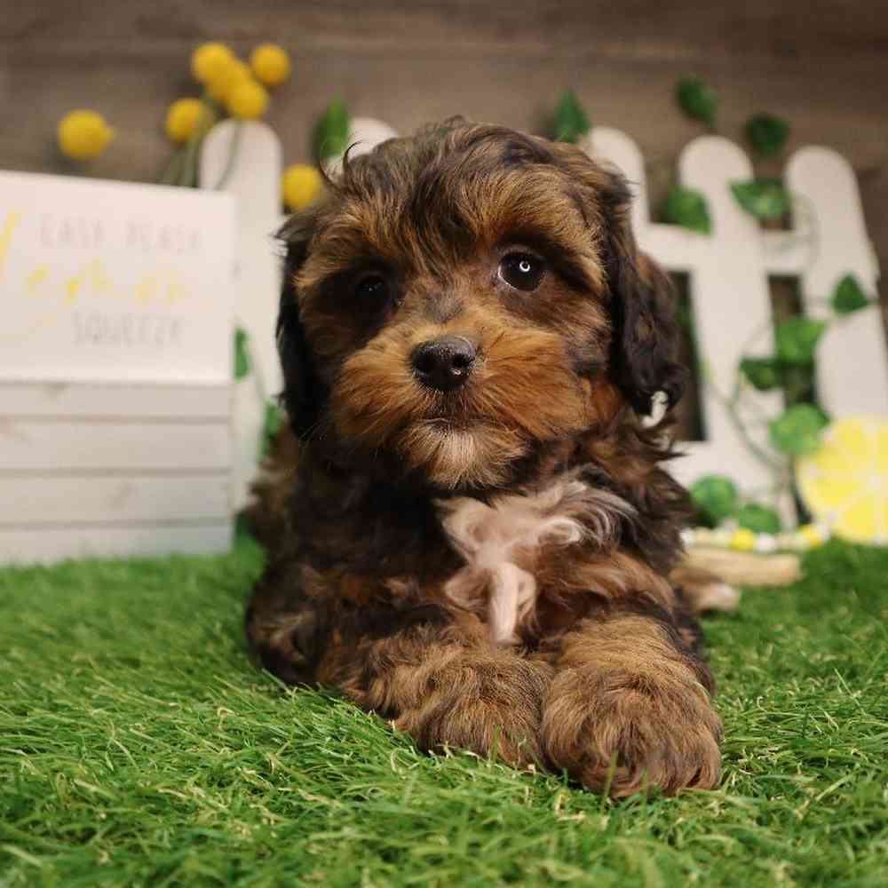 Female Shipoo Puppy for Sale in Blaine, MN