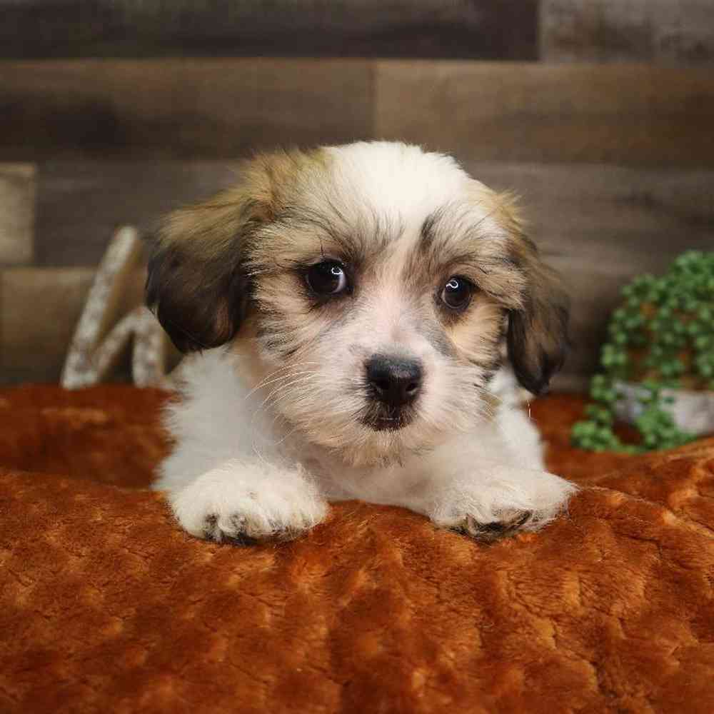 carousel pet images