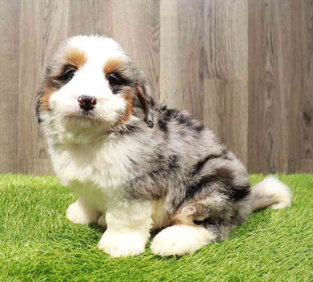 carousel pet images