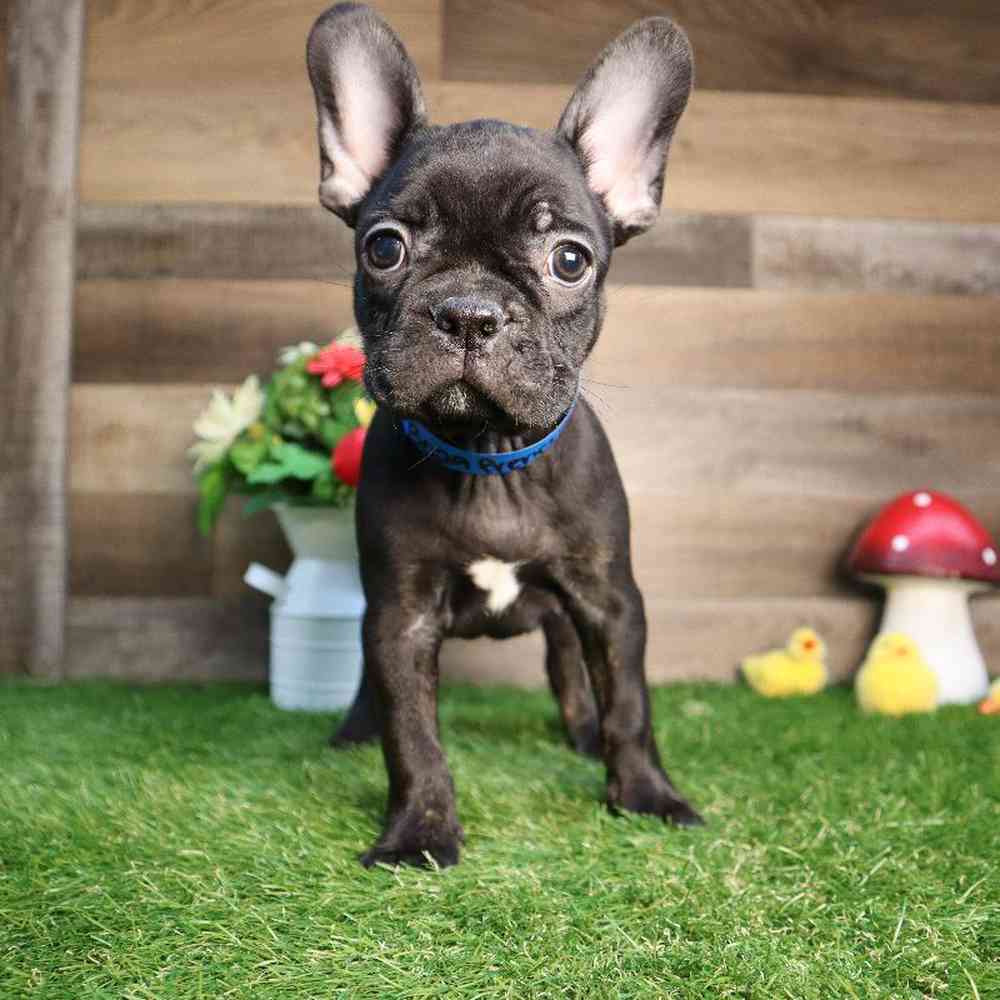 Visla puppies for sale four paws and a tail
