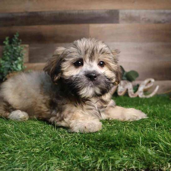 Arlo