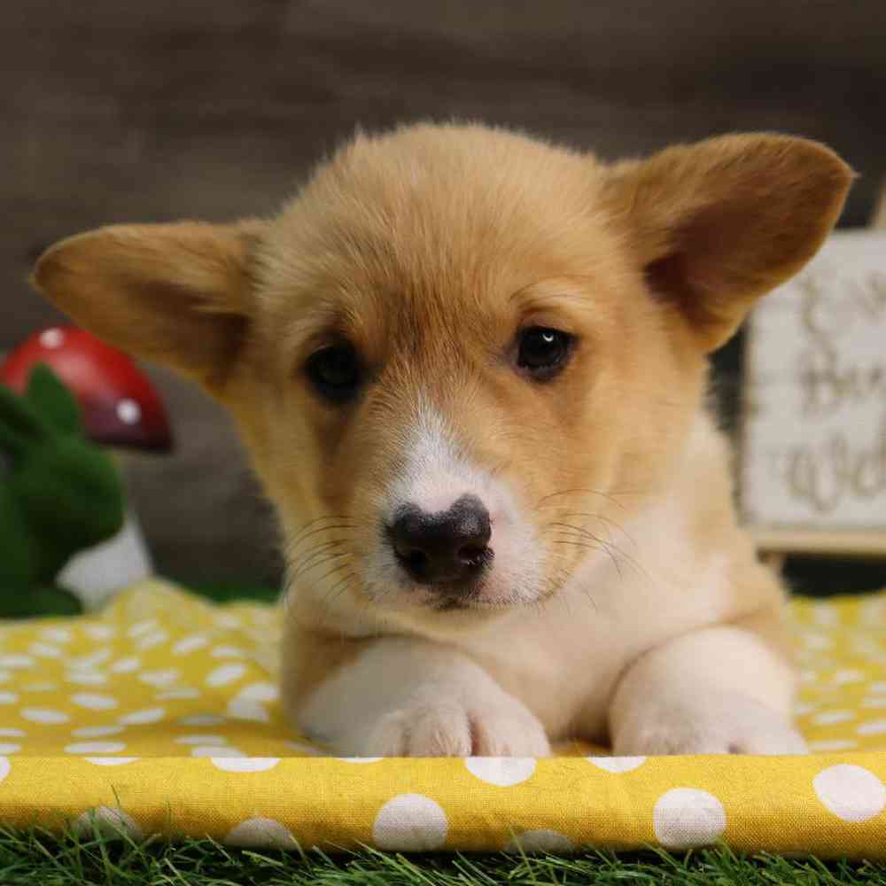 carousel pet images