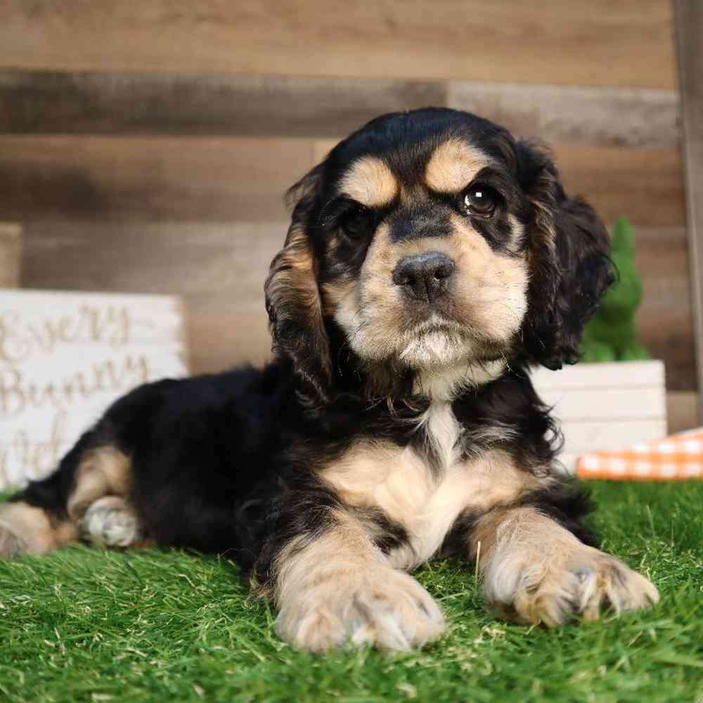 Image of a pet breed in the gallery