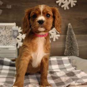 Cavalier King Charles Spaniel