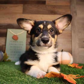 Pembroke Welsh Corgi