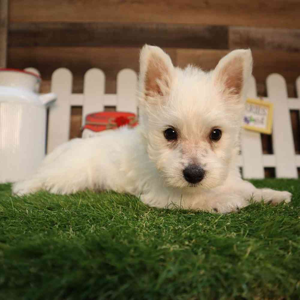 Male West Highland White Terrier Puppy for Sale in Blaine, MN