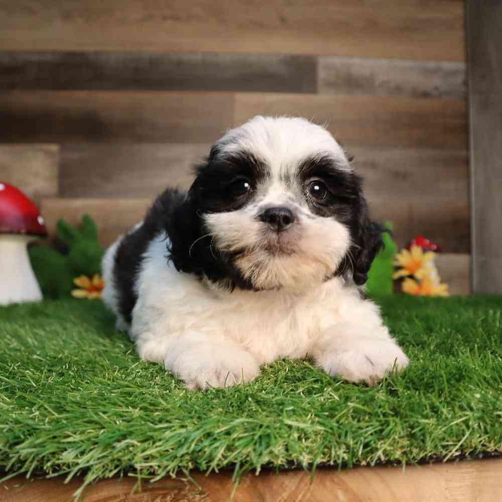carousel pet images
